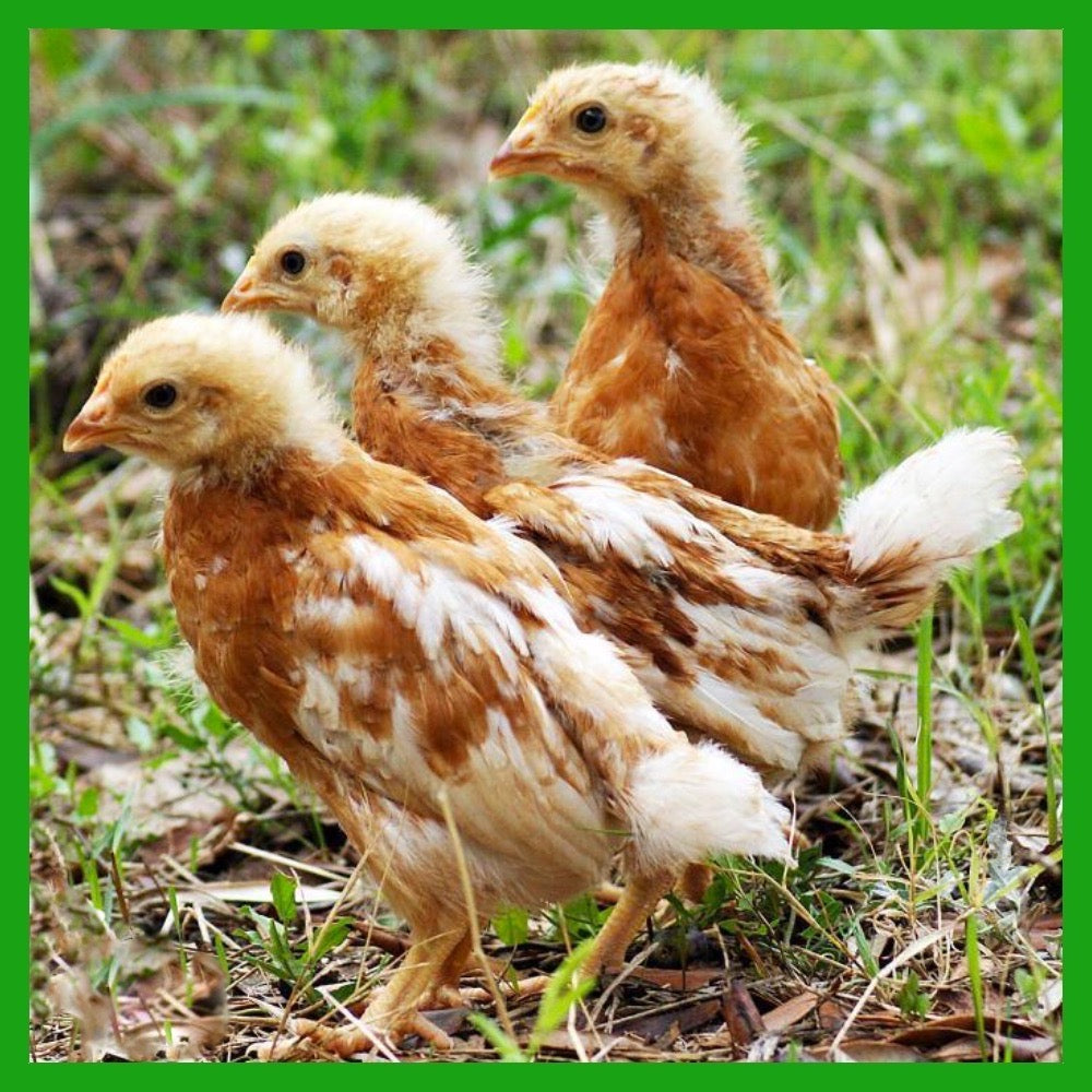 Red Chick