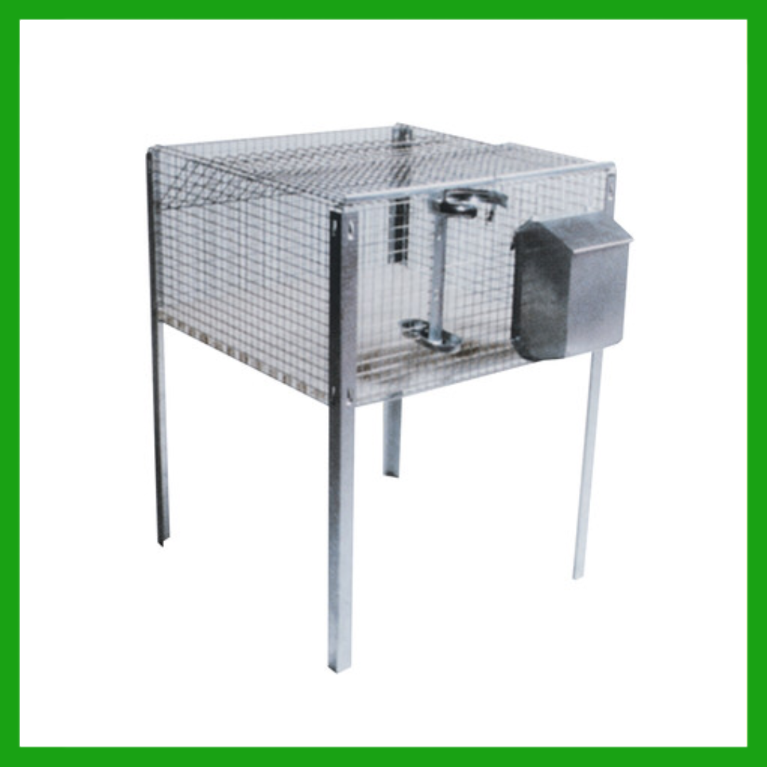 GABIO MALE RABBIT K1R