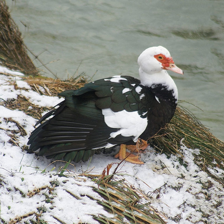 MUSCOVIAN DUCK