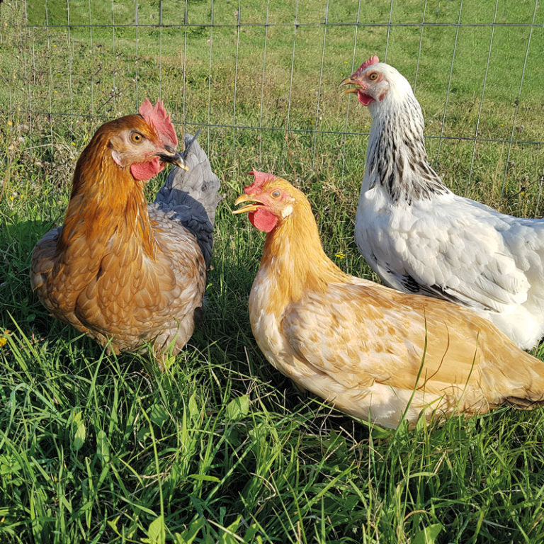 COLORFUL CHICKENS