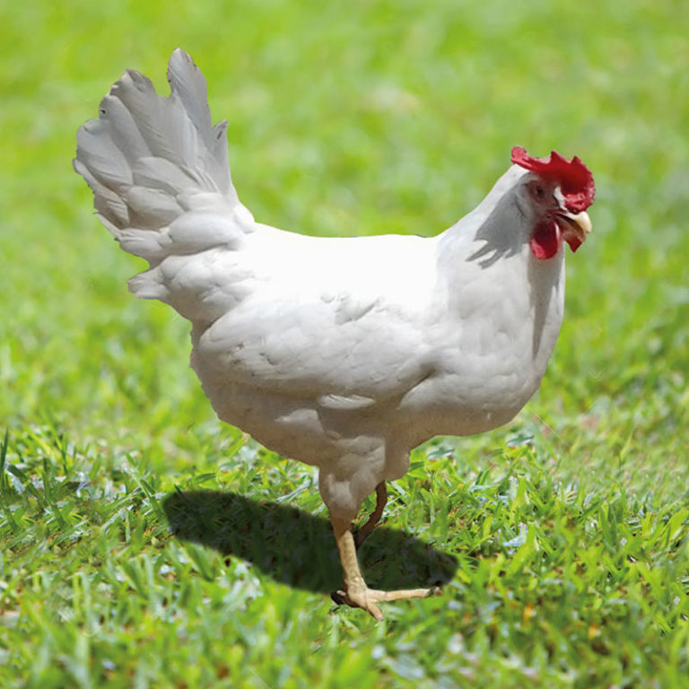 LIVORNESE CHICKEN