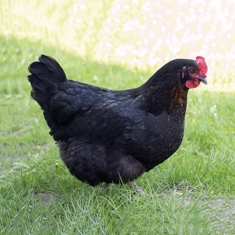 BLACK HEN