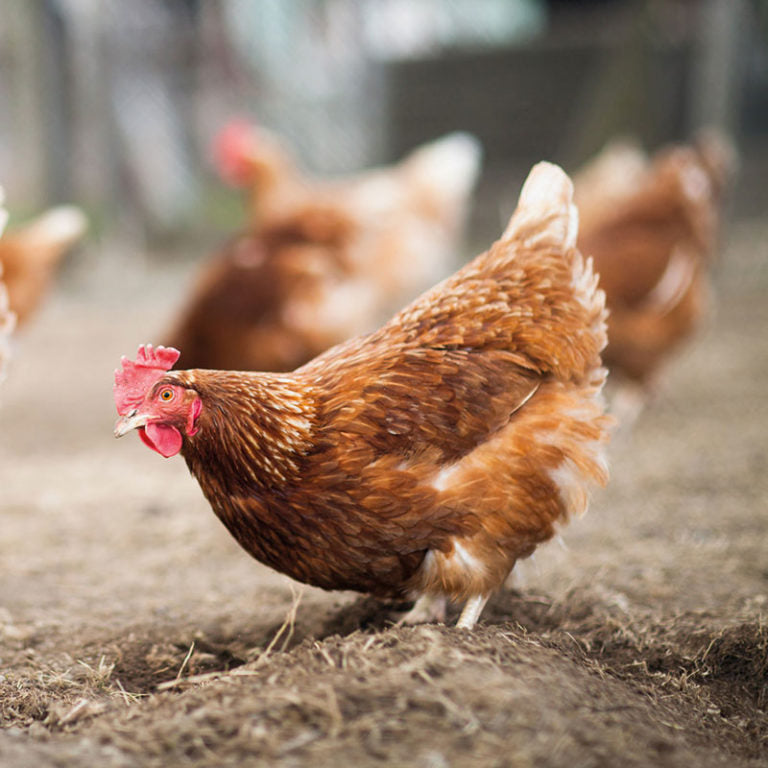 RED HEN