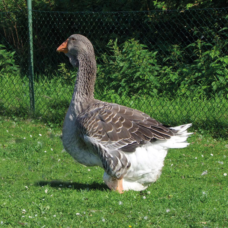 TOULOUSE GOOSE