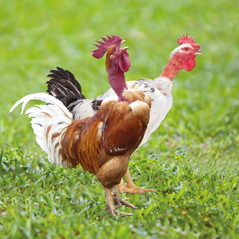 GREY RED NECKED CHICKENS