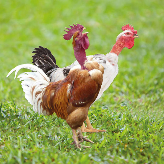GREY RED NECKED CHICKENS