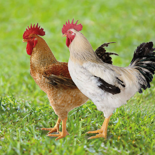 KABIR CHICKENS