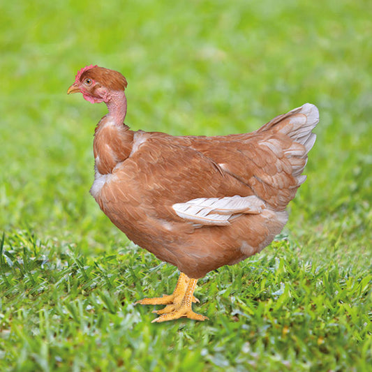 FEMALE CHICKENS WITH NECK
