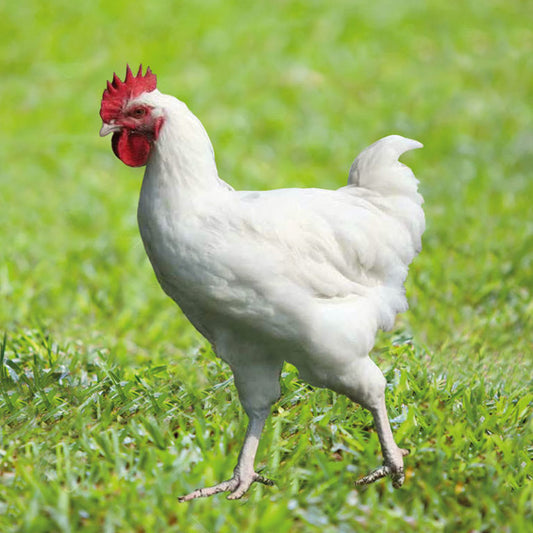 WHITE SUPER HEAVY CHICKENS