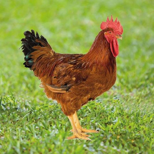 SUPER RED CHICKENS