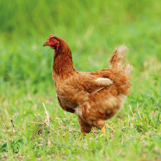 RED FEMALE CHICKENS
