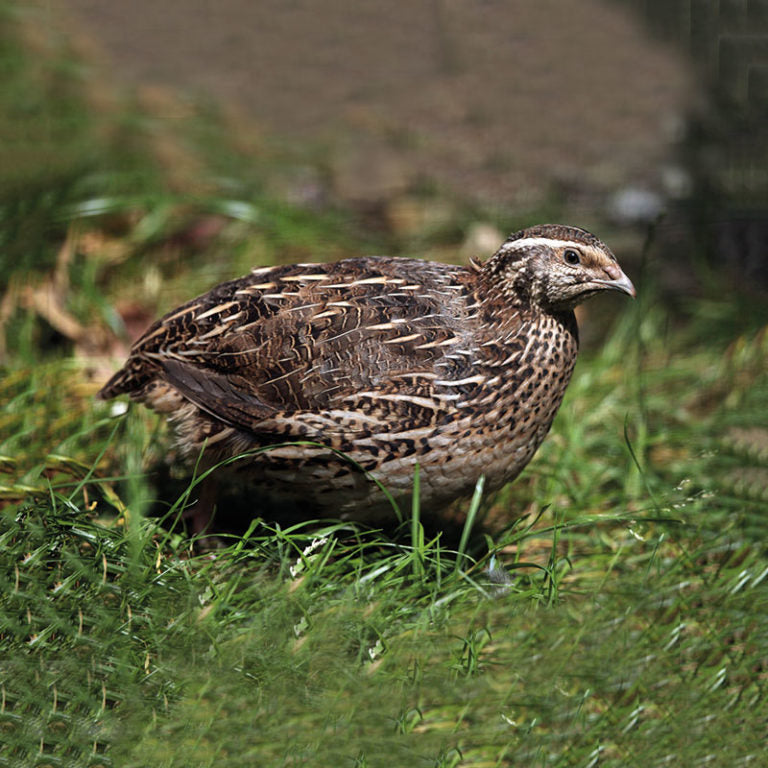 QUAIL FOR MEAT