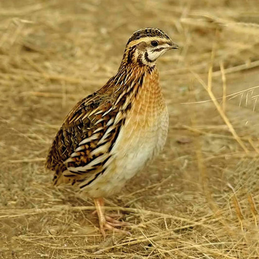 QUAGLIA DA VOLO