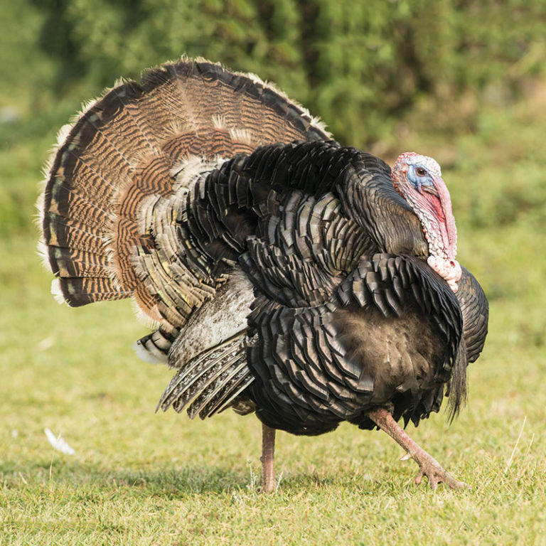 SUPER HEAVY TURKEY