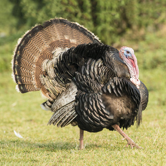 SUPER HEAVY TURKEY
