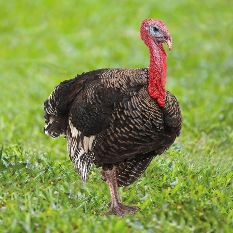 RURAL TURKEY