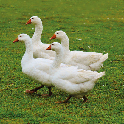LOCAL GEESE